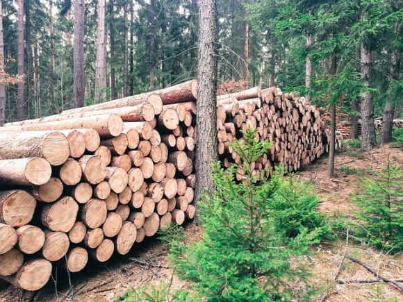 Polskie nadleśnictwa ogłaszają przetargi. Skąd wziąć fundusze na wadium?